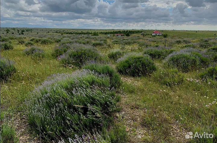 Лаванда сухоцвет