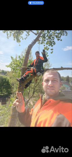 Спилить дерево, спил деревьев, срубить, расчистка