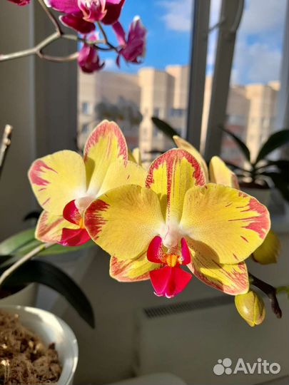 Орхидеи Фаленопсисы