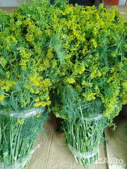 Зелень оптом и в розницу