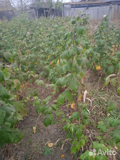 Малина Полана