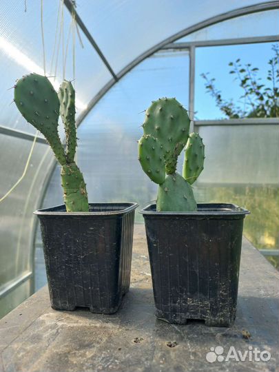 Кактус опунция