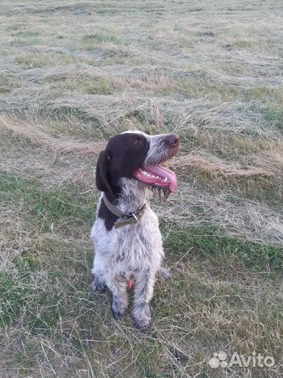 Курцхаар вязка(дратхаар)