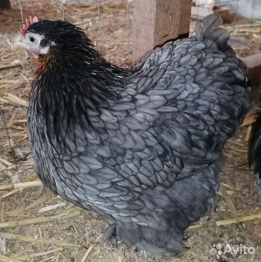 Цыплята Мини Кохинхин