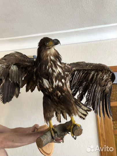 Чучело орла