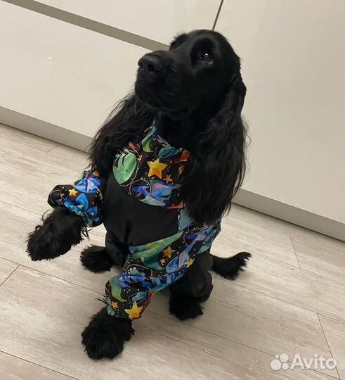 Комбинезон для собаки, снуд для собаки