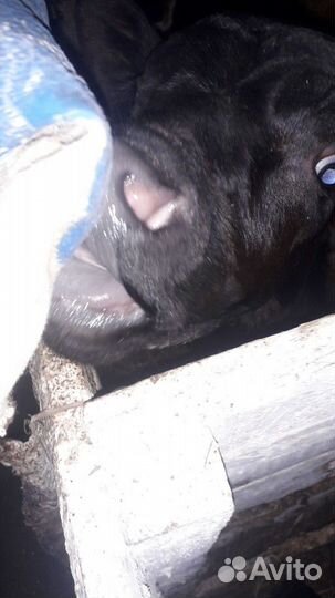 Бычки и тёлки