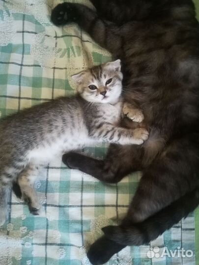 Британские котята