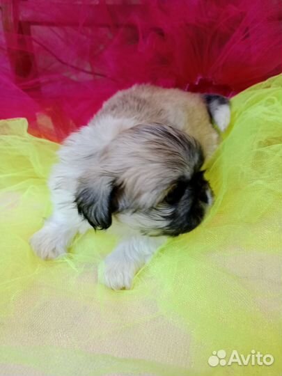 Щенки пекинеса