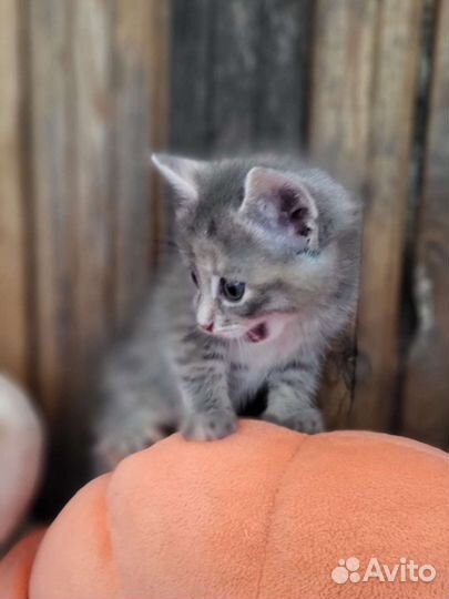 Котенок в дар