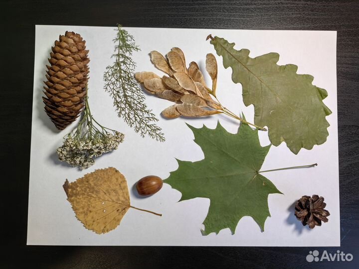 Наборы для поделок, гербария