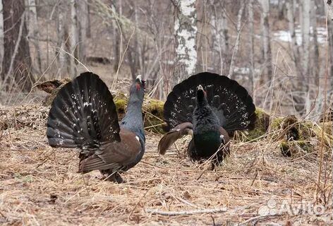 Охота в Карелии