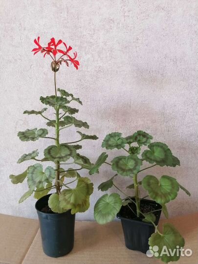 Черенок пеларгонии Friesdorf