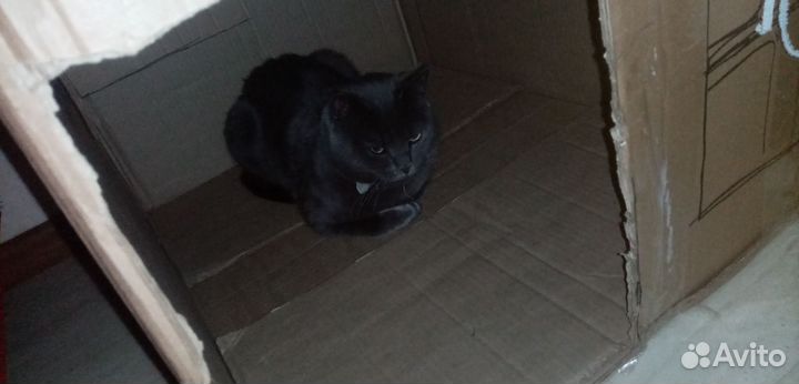 Кот на вязку