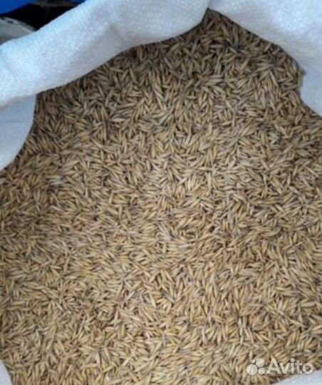 Пшеница, ячмень, овес, кукуруза, комбикорм