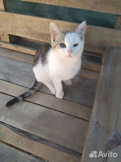 Котятки в добрые руки