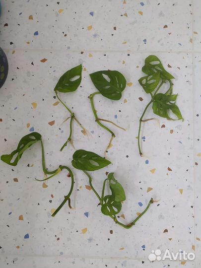 Монстера адансона манки маск