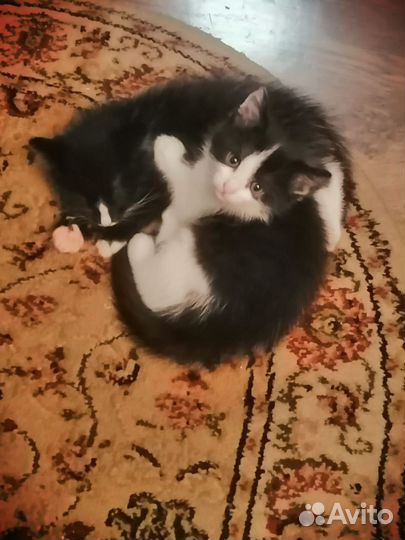 Кошки в добрые руки