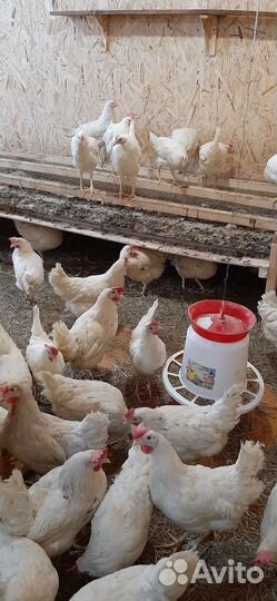 Куры молодки несушки