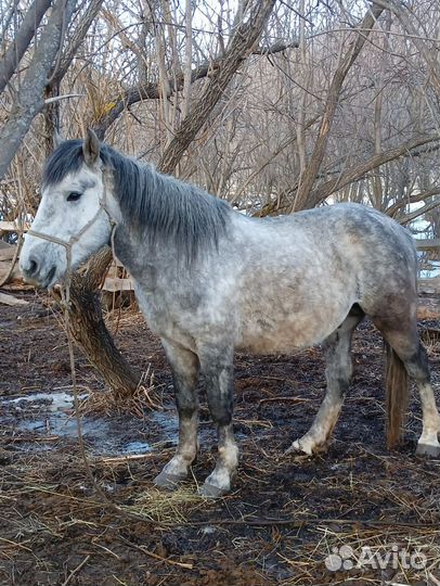 Продам Жеребца