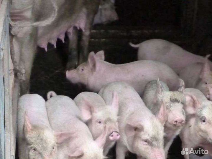 Поросята