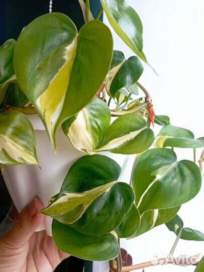 Эпипремнум, филодендрон