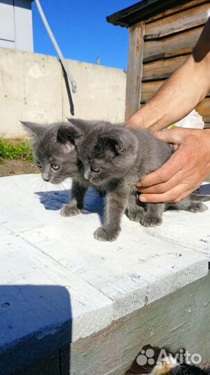 Котята в добрые руки