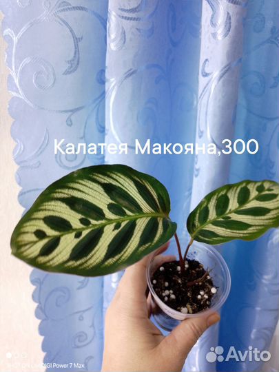 Комнатные цветы