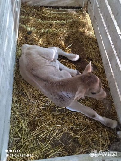 Телята бурые шведские