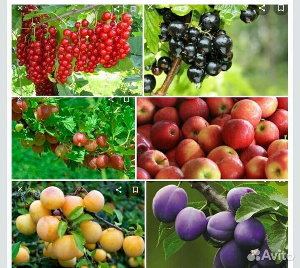 Плодовые деревья и кустарники