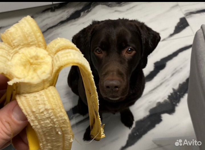 Вязка лабрадор