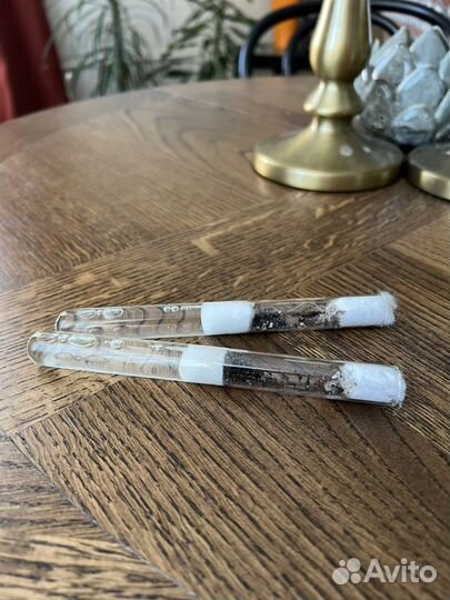 Муравьи Messor structor для фермы