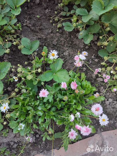 Маргаритки цветы