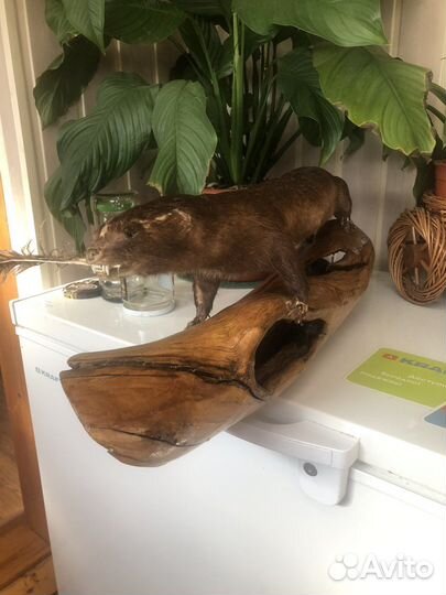 Чучело зверя