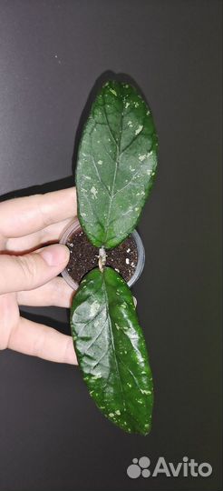 Хойя новинки