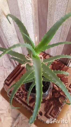 Алоэ лечебный 3 года