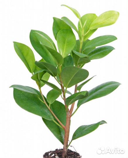 Фикус Мокламе