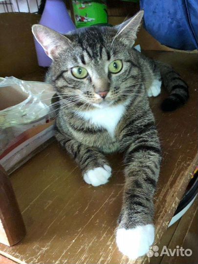 Котики и кошечки Приют