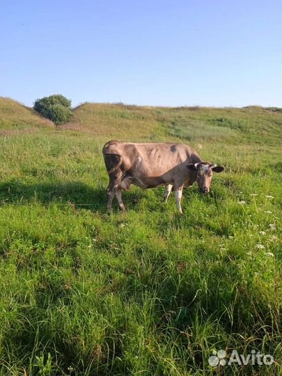 Корова дойная