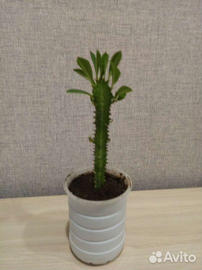 Традесканция зебрина и другие