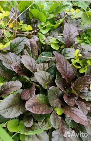 Живучка ползучая