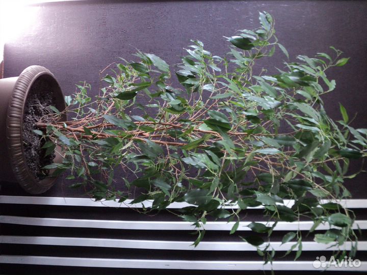 Комнатные растения цветы