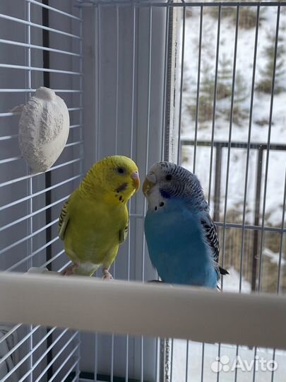 Волнистые попугаи с клеткой