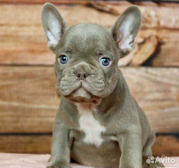 Французский бульдог мини