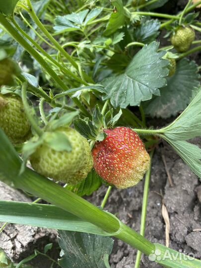 Рассада клубники