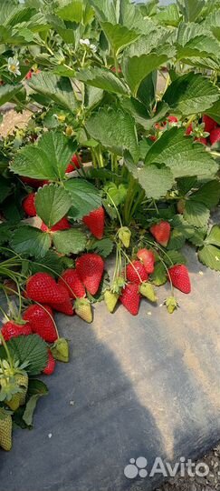 Рассада клубники