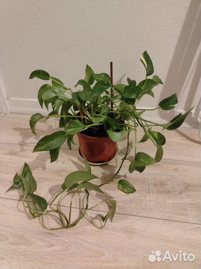 Эпипремиум