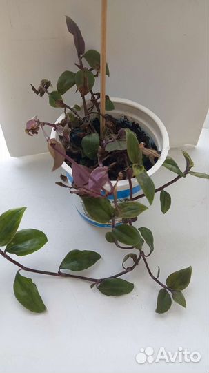 Комнатные цветы