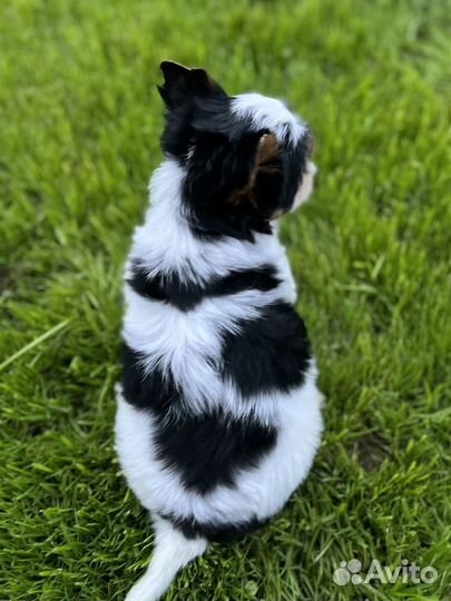 Бивер мальчик стандарт