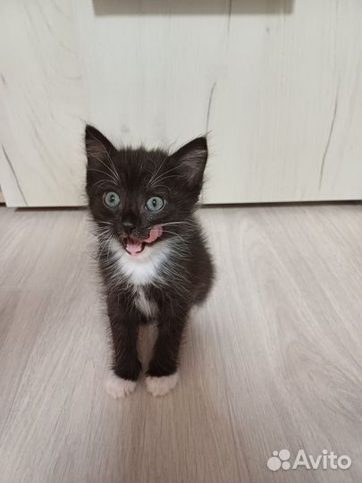 Кошки в добрые руки